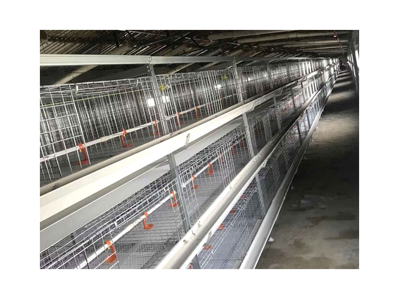 Automatic laying hen culture equipment