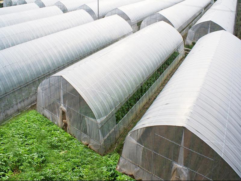 Tunnel Plastic Film Greenhouse Agriculture Single-span Greenhouse