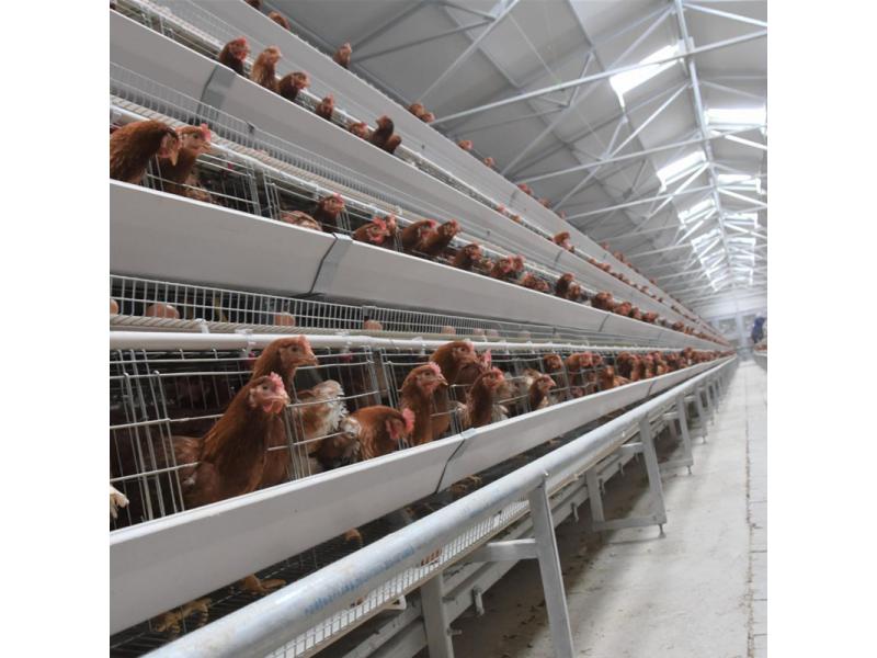A type layer chicken cage system