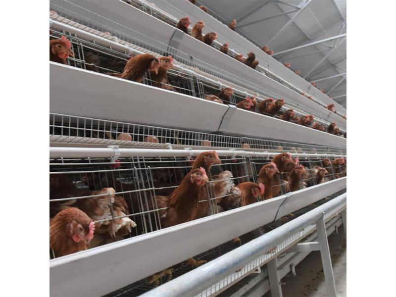 Vietnam High Quality A Type Poultry Layer Cage & Hen Cage with Automatic Chickn Manure Clean