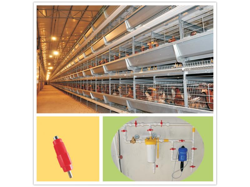 Automatic Chicken Farm Poultry Equipment for Sale