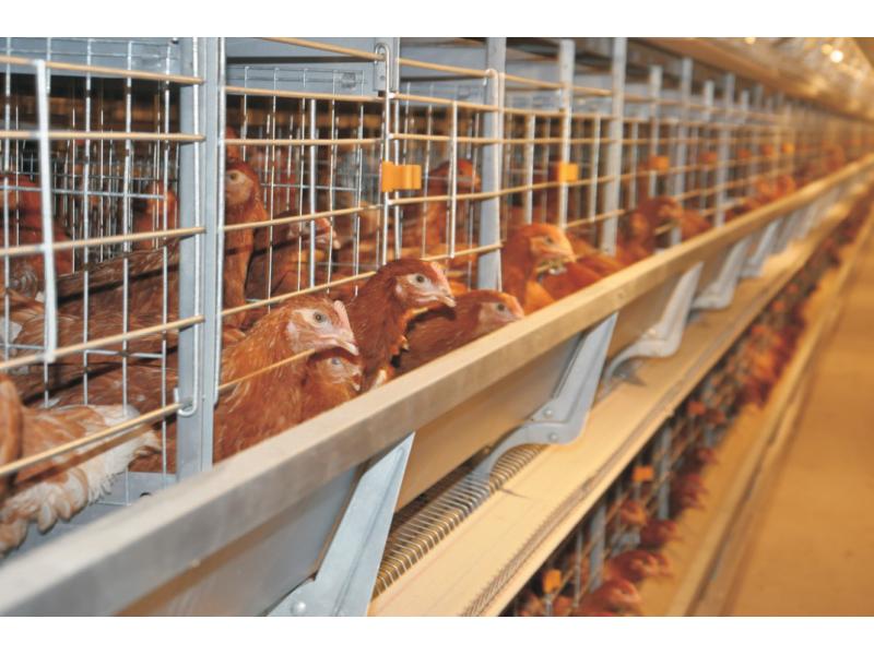 H Type Automatic Layer Farm Cage Poultry Equipment