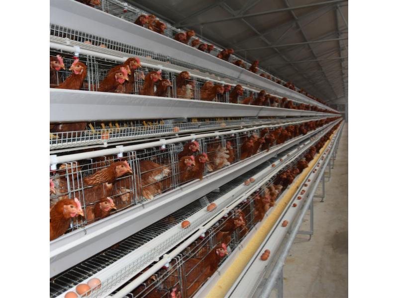 Winworld Automatic Chicken Farm Poultry Battery Cage System/Battery Layer Poultry Cage