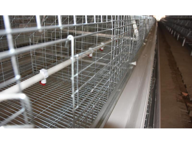 Sri Lanka Poultry Layer Farm Good Price 3 Tiers A Type Battery Chicken Cage System & Pullet Cage