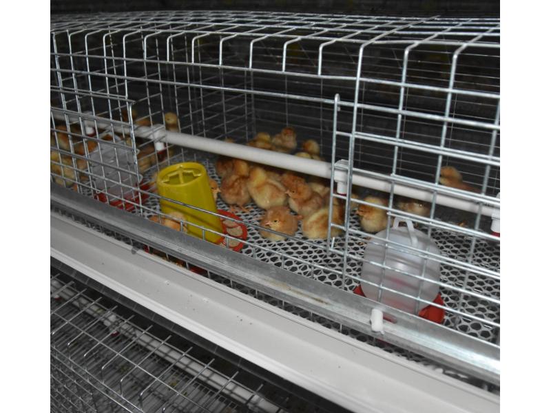 Egypt H Type Battery Pullet Chicken Cage for Poultry Farm