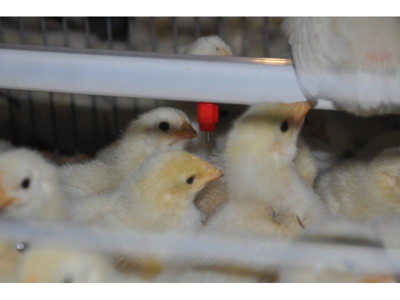 Pakistan Poultry Farm Project H Frame Pullet Chicken Cage with Automatic Manure Clean Machine
