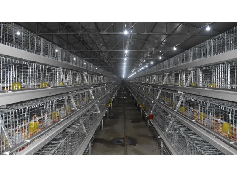 a Frame Automatic Broiler Chicken Cage for Poultry Farm