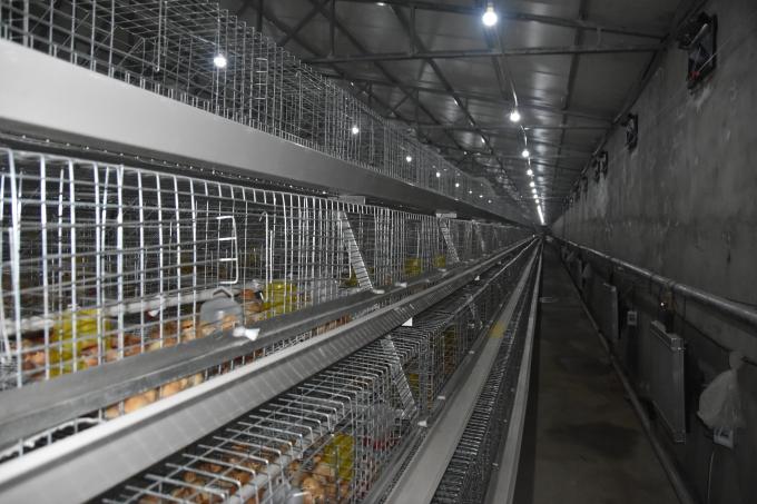 A Frame Automatic Broiler Chicken Cage For Poultry Farm