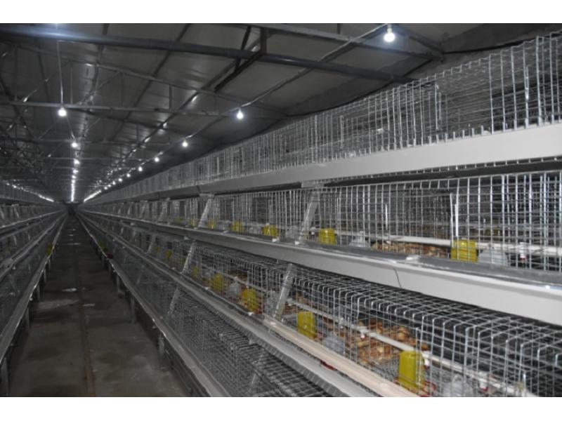 a Frame Automatic Hot Galvanization Broiler Chicken Cage with Automatic Feeding System