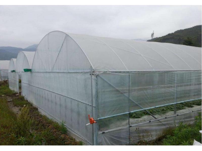 Hydroponic System Aluminium and Polycarbonate Green House