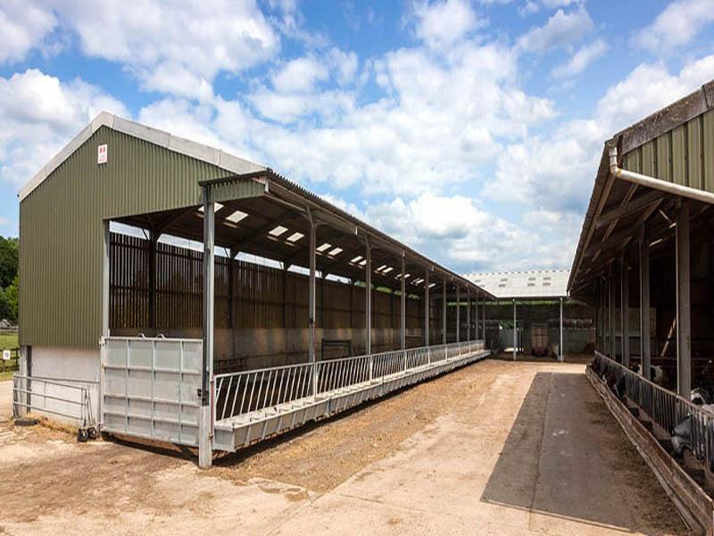 China Farm Building Economic Large Steel Frame Structure Poultry Cow House