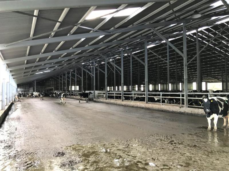 High Quality Design Steel Structure Factory Isolated Dairy Cow House